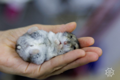 20211212_RS_ROBS6138-scaled